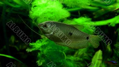 fish in aquarium