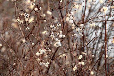 Snowberry    