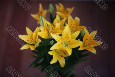 lily flowers 