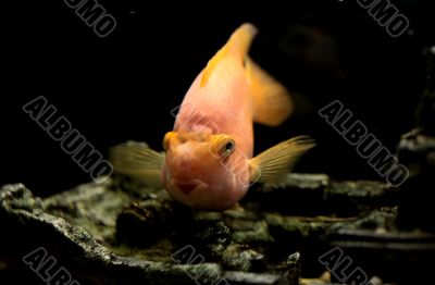 parrot fish    