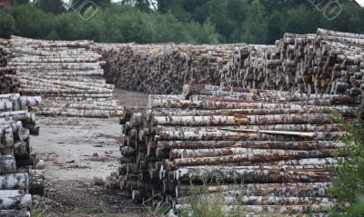  timber 