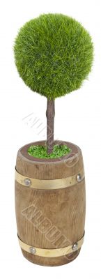 Tree Planted in Wooden barrel