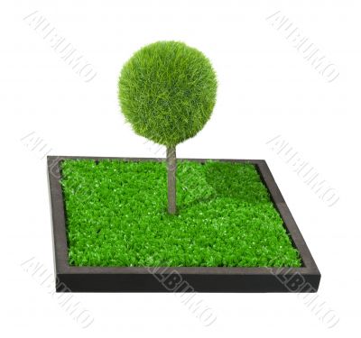 Tree on a Raised Garden