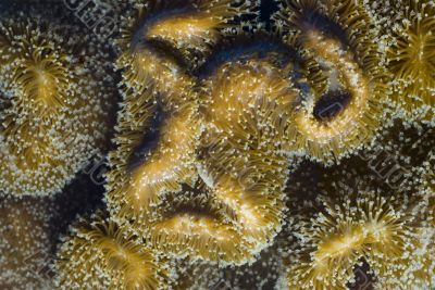 leather coral extended polyps