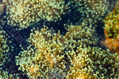 coral polyps