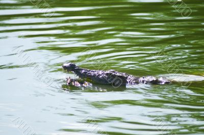Alligator in the river