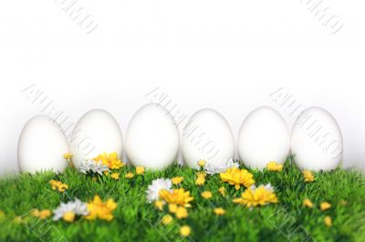 White eggs for painting 
