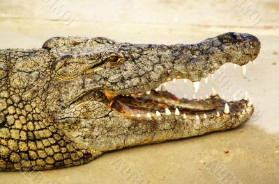 Alligator shows his teeth 
