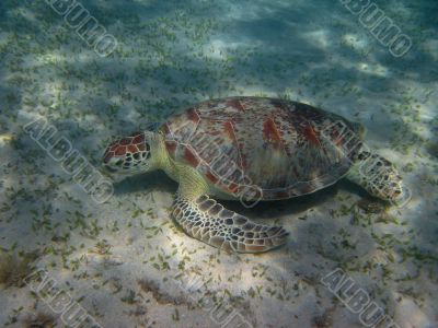 sea turtle eat