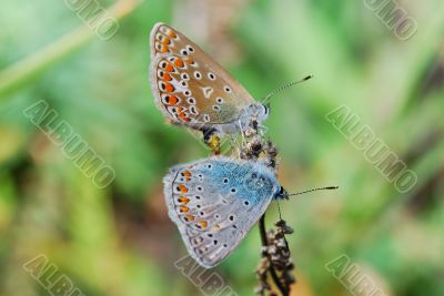 two blue butterflies