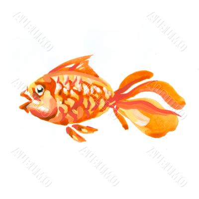 goldfish