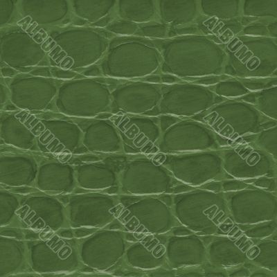 Green crocodile leather texture 