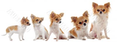 growth of chihuahua
