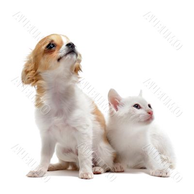 puppy chihuahua and kitten