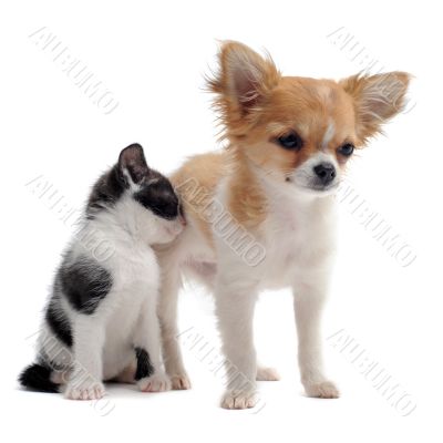 puppy chihuahua and kitten