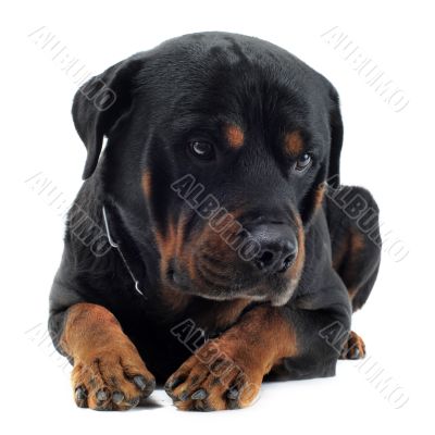 cute rottweiler