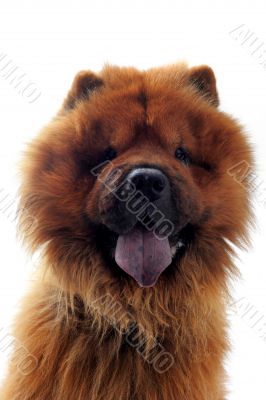 chow-chow