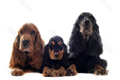 family english cocker