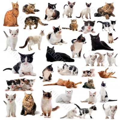 cats in studio