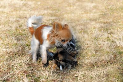 playing puppies chihuahua