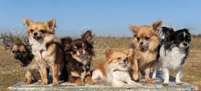 six chihuahuas