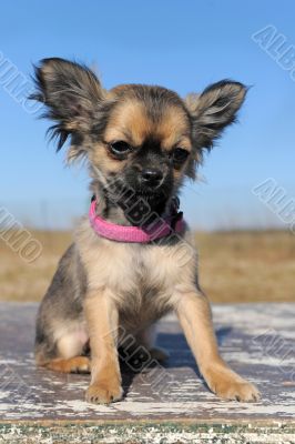 puppy chihuahua