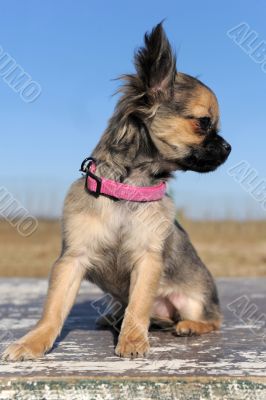 puppy chihuahua