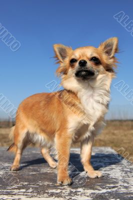 female chihuahua