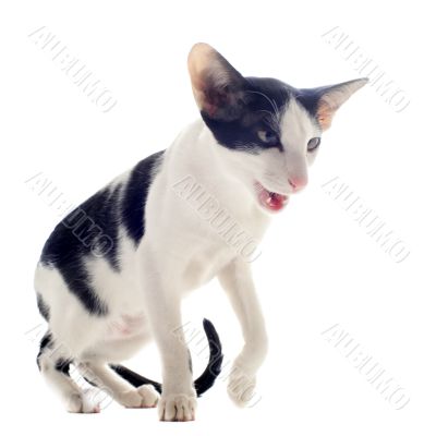 meowing oriental cat