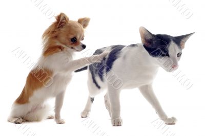 oriental cat and chihuahua