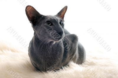 oriental cat