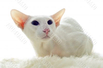 white oriental cat