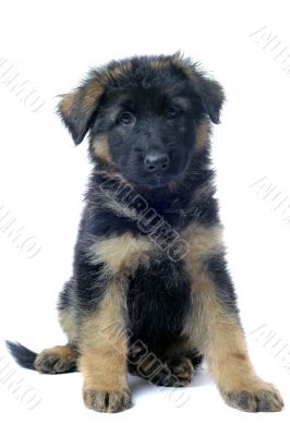 puppy german shepherd