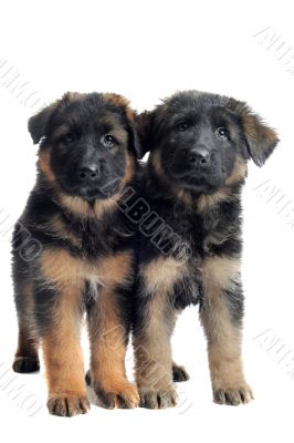 puppies german shepherd
