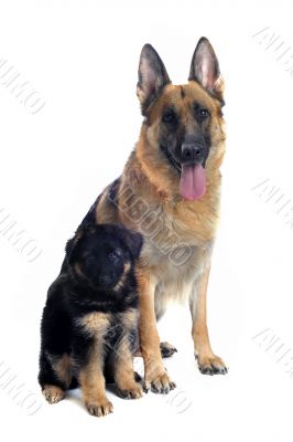 german shepherd and puppy