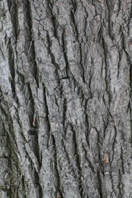 Poplar bark