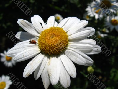 the ladybirds on the chamomile