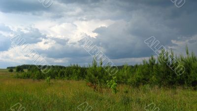 beautiful landscape with young pines