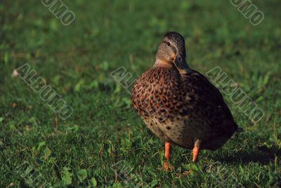 duck in the grass