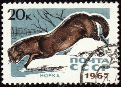 Mink on post stamp