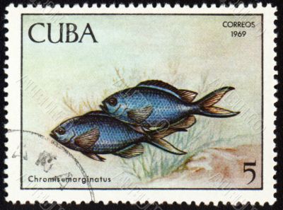 Fish Chromis marginatus on post stamp