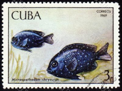 Fish Microspathodon chrysurus on post stamp