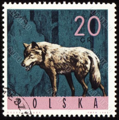 Wolf on post stamp