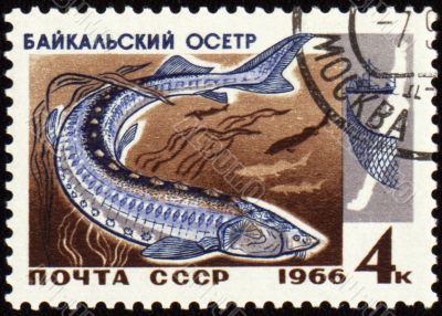 Baikal sturgeon on post stamp