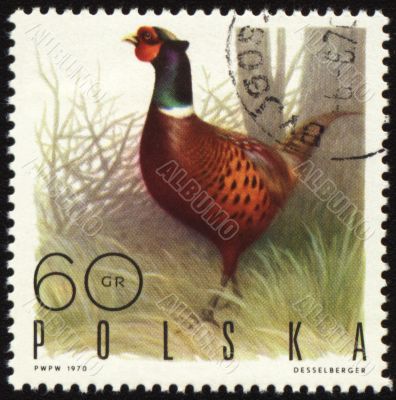 Ringnecked Pheasant on post stamp