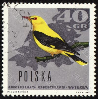 Oriole on post stamp