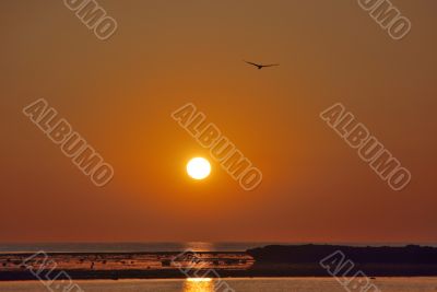 bird into sunset