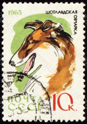 Colly on post stamp