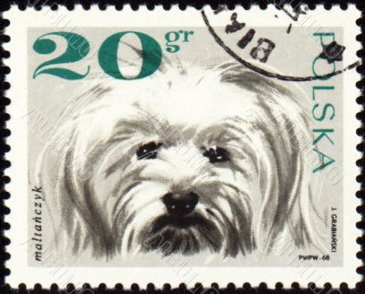 Maltese dog on post stamp