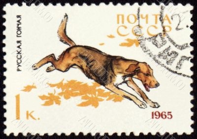 Russian Hound on post stamp